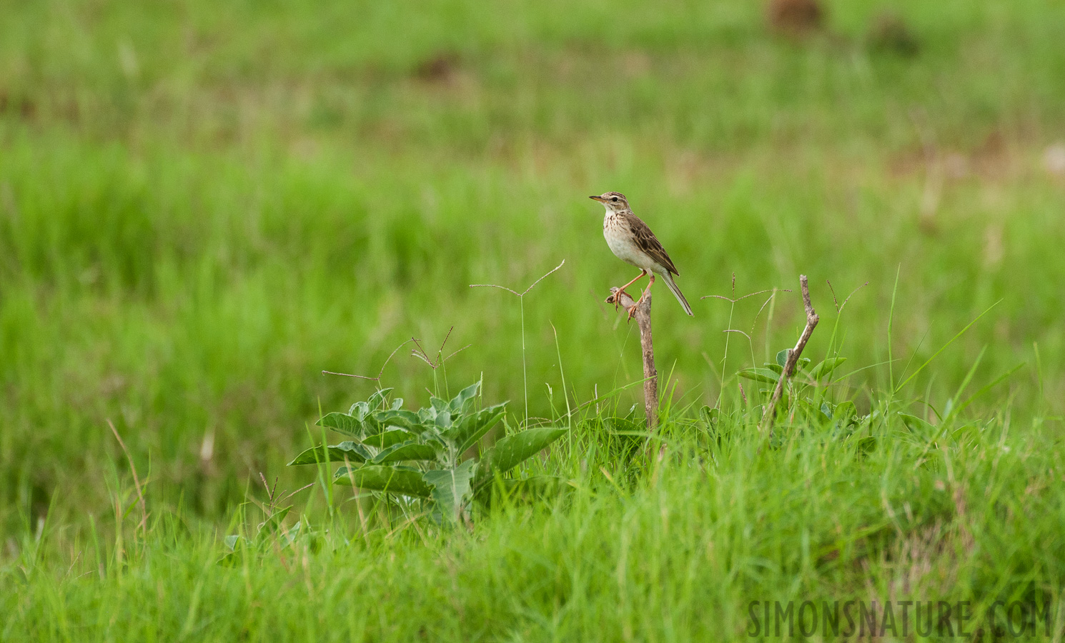 Anthus cinnamomeus lacuum [550 mm, 1/1600 sec at f / 8.0, ISO 1600]